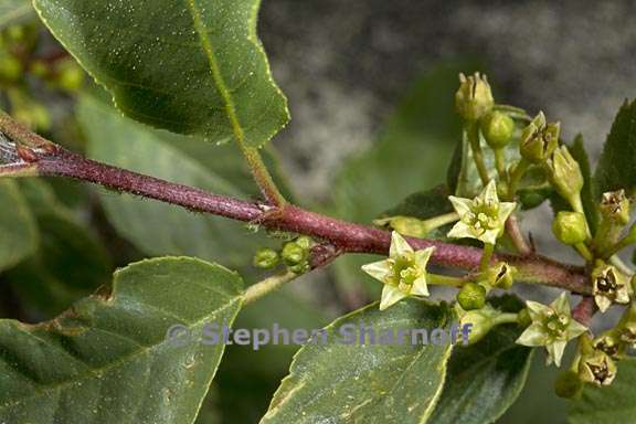 frangula rubra ssp yosemitana 3 graphic